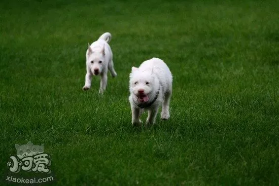 下司犬蠕形螨怎么治 下司犬蠕形螨治疗方法1