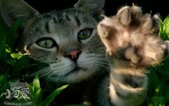 猫咪的爪子有什么作用 猫咪的爪子大解析