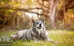 怎样喂养挪威猎鹿犬 科学喂养挪威猎鹿犬