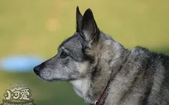 挪威猎鹿犬耳朵怎么护理 耳朵护理教程