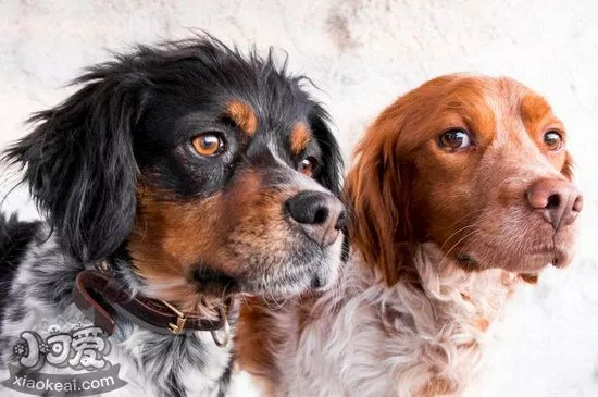 布列塔尼犬耳朵怎么清洁 布列塔尼犬耳朵清洁护理流程1