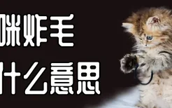 猫咪炸毛是什么意思