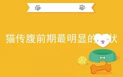 猫传腹前期最明显的症状