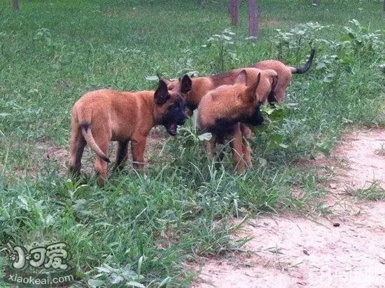 马里努阿犬耳朵怎么清洁 马里努阿犬耳朵护理方法1