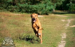 罗得西亚脊背犬怎么学跳高 猎狮犬跳高训练技巧