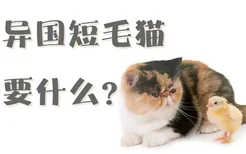 养异国短毛猫需要什么