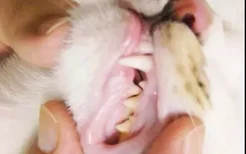 怎么给猫刷牙齿 给猫刷牙需要掌握技巧！