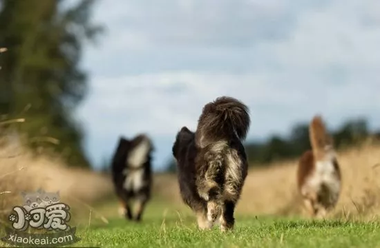 芬兰拉普猎犬怎么训练 芬兰拉普猎犬训练技巧