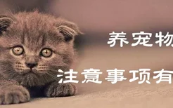 养宠物猫的注意事项有哪些