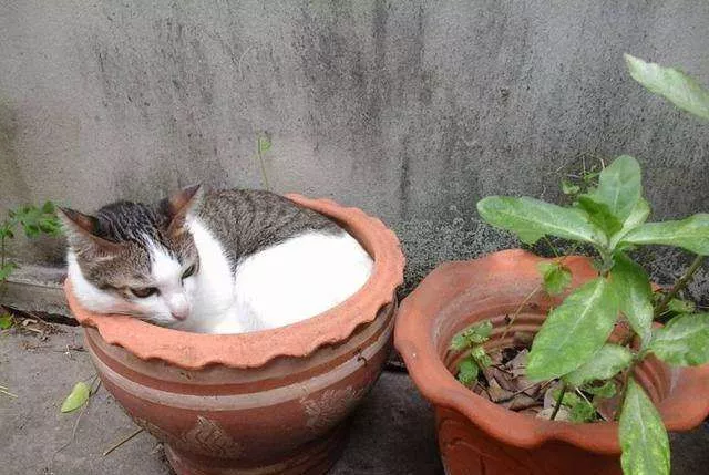 怎样防止猫抓花盆土 那就看你平时有没有进行训练