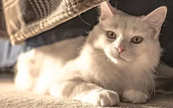猫可以用闪光灯拍照吗 会伤害猫咪的视力吗