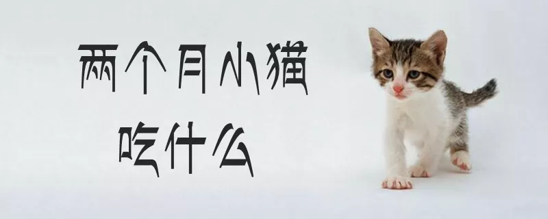 两个月小猫吃什么