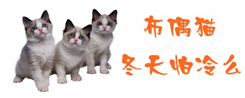 布偶猫冬天怕冷么1