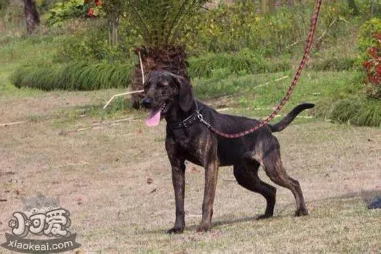 普罗特猎犬耳朵怎么清洁 普罗特猎犬耳朵清理技巧1