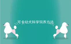 可卡幼犬科学饲养方法