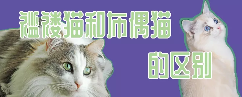 褴褛猫和布偶猫的区别