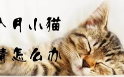 七个月小猫发情怎么办