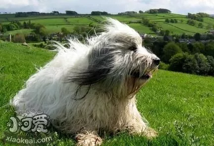 波兰低地牧羊犬好养吗 波兰低地牧羊犬日常喂养方法