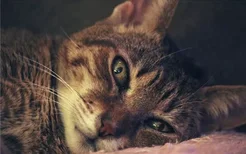 猫为什么会抑郁 导致猫咪抑郁的原因有什么