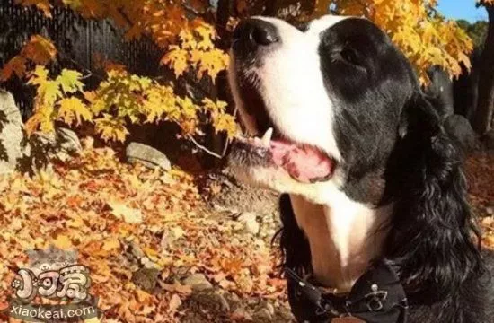 史宾格犬心脏病症状 史宾格犬怎么预防心脏病1