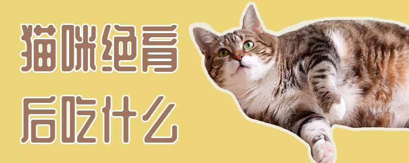 猫咪绝育后吃什么