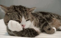 如何检查猫腹中有毛球 毛球症也能害死猫