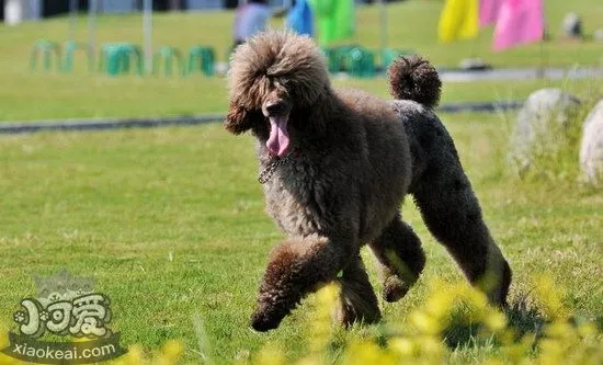 巨型贵宾犬感冒吃什么药好 巨型贵宾犬感冒治疗方法1