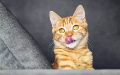 猫咪口臭怎么办 教你如何对抗口臭问题