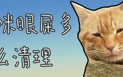 猫咪眼屎多怎么清理