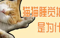 猫猫睡觉抽搐是为什么