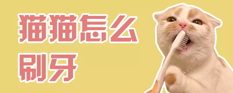 猫猫怎么刷牙