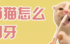 猫猫怎么刷牙