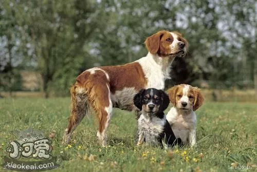 布列塔尼犬会站立吗 布列塔尼犬站立训练