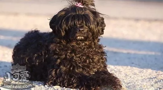 怎么训练葡萄牙水犬捡球 葡萄牙水犬捡球训练