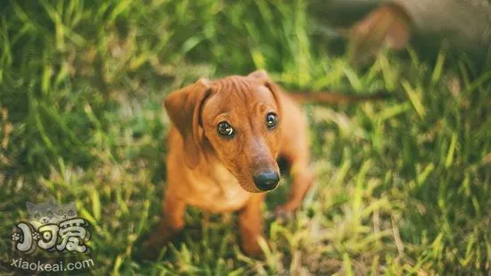 腊肠犬乱叫怎么办 腊肠犬乱吠叫纠正方法1