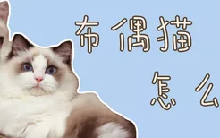 布偶猫怎么选