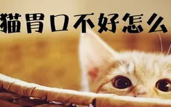 小猫胃口不好怎么办