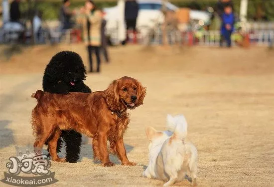 田野小猎犬耳朵怎么清洁 田野小猎犬耳朵护理方法1