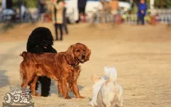 田野小猎犬耳朵怎么清洁 田野小猎犬耳朵护理方法