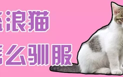 流浪猫怎么驯服