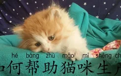 如何帮助猫咪生产