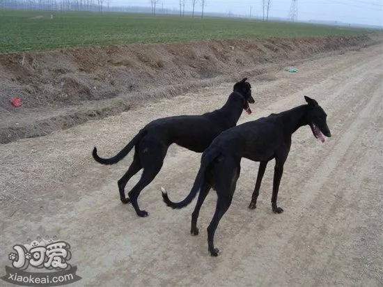 格力犬怎么抓野鸡 灵缇犬抓野鸡训练方法1