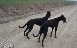 格力犬怎么抓野鸡 灵缇犬抓野鸡训练方法