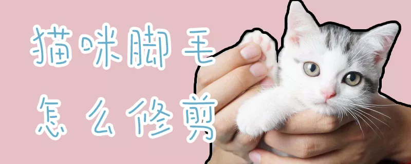 猫咪脚毛怎么修剪