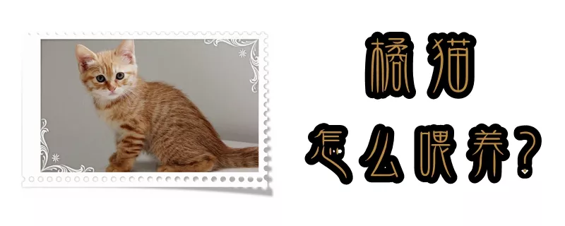 橘猫怎么喂养