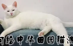 如何给中华田园猫洗澡