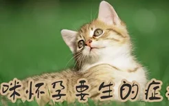 猫咪怀孕要生的症状