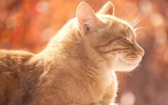猫咪结膜炎和角膜炎的区别 这几点你知道吗？