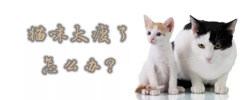 猫咪太瘦了怎么办