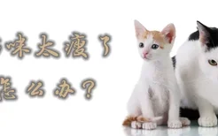 猫咪太瘦了怎么办